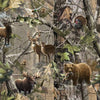 Real Tree Animals 9902.PC **Half Yard**