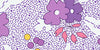 Mamas Favorites 4989.P