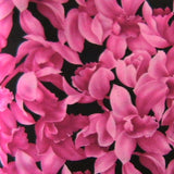 Nature&rsquo;s Design C520.23