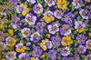 8262.3 Passion for Pansies